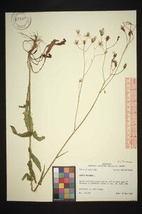 Crepis pulchra image