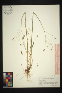 Crepis pulchra image