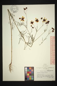 Coreopsis tinctoria var. tinctoria image