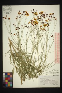 Coreopsis tinctoria var. tinctoria image