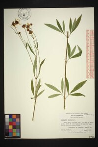 Coreopsis tripteris image