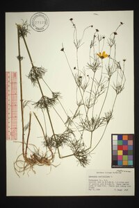 Coreopsis verticillata image