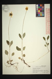 Coreopsis auriculata image