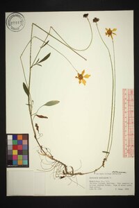 Coreopsis auriculata image