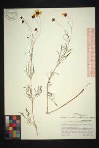 Coreopsis tinctoria var. tinctoria image