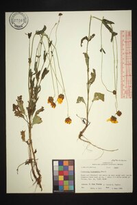 Coreopsis intermedia image