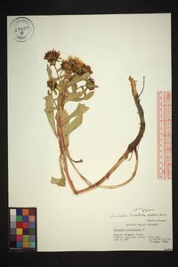 Grindelia camporum image