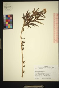 Baccharis salicifolia image