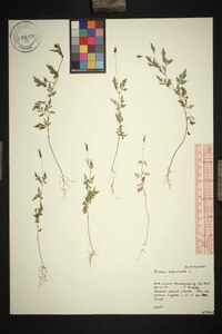 Bidens bipinnata image