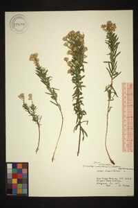 Ionactis linariifolia image