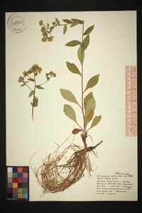 Sericocarpus asteroides image