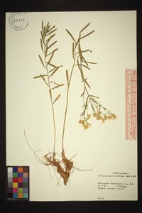 Sericocarpus linifolius image