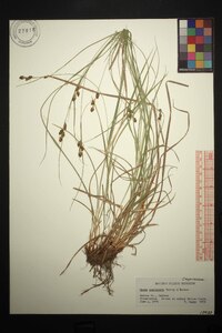 Carex complanata image