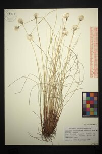 Eriophorum brachyantherum image