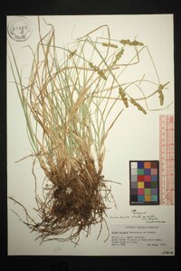 Carex stipata var. stipata image