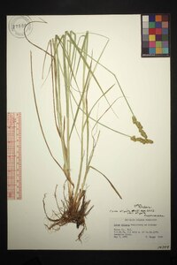 Carex stipata var. stipata image