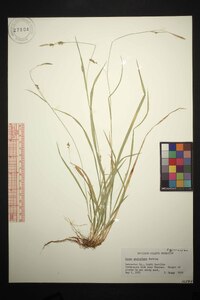 Carex styloflexa image