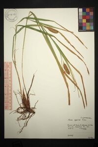 Carex typhina image