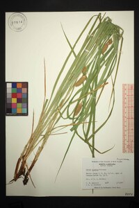 Carex typhina image