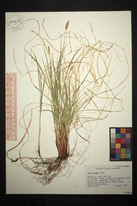 Carex woodii image