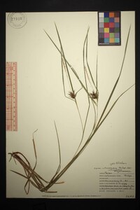 Carex intumescens var. intumescens image