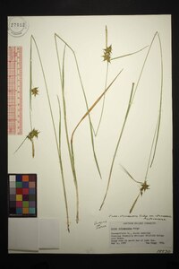 Carex intumescens var. intumescens image