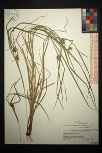 Carex intumescens var. intumescens image