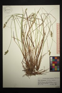 Carex laevivaginata image