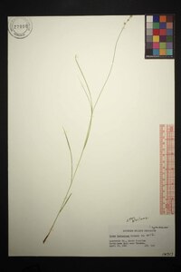 Carex festucacea image