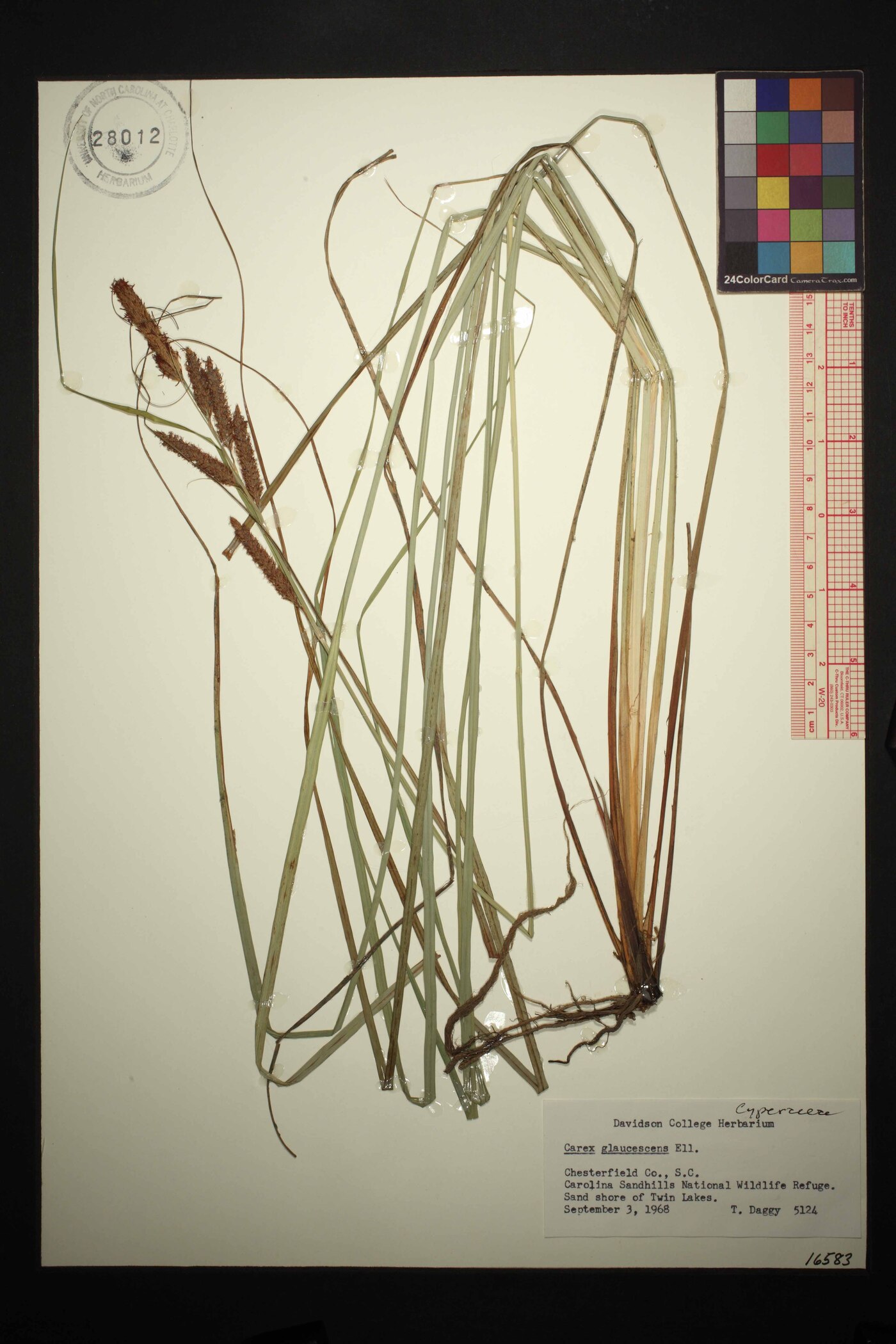 Carex glaucescens image