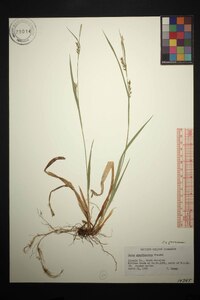 Carex gracilescens image