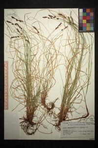 Carex lucorum image