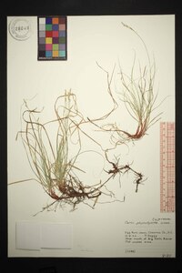 Carex albicans var. australis image