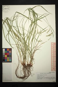 Carex prasina image