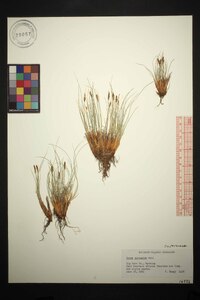 Carex pyrenaica image