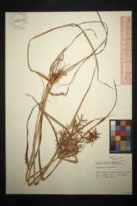 Cyperus esculentus var. leptostachyus image