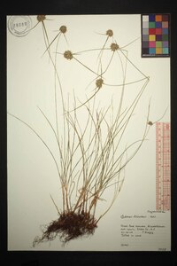 Cyperus filiculmis image