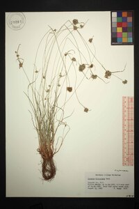 Cyperus filiculmis image