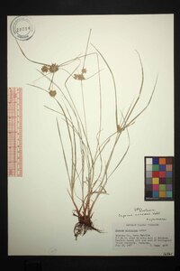 Cyperus croceus image