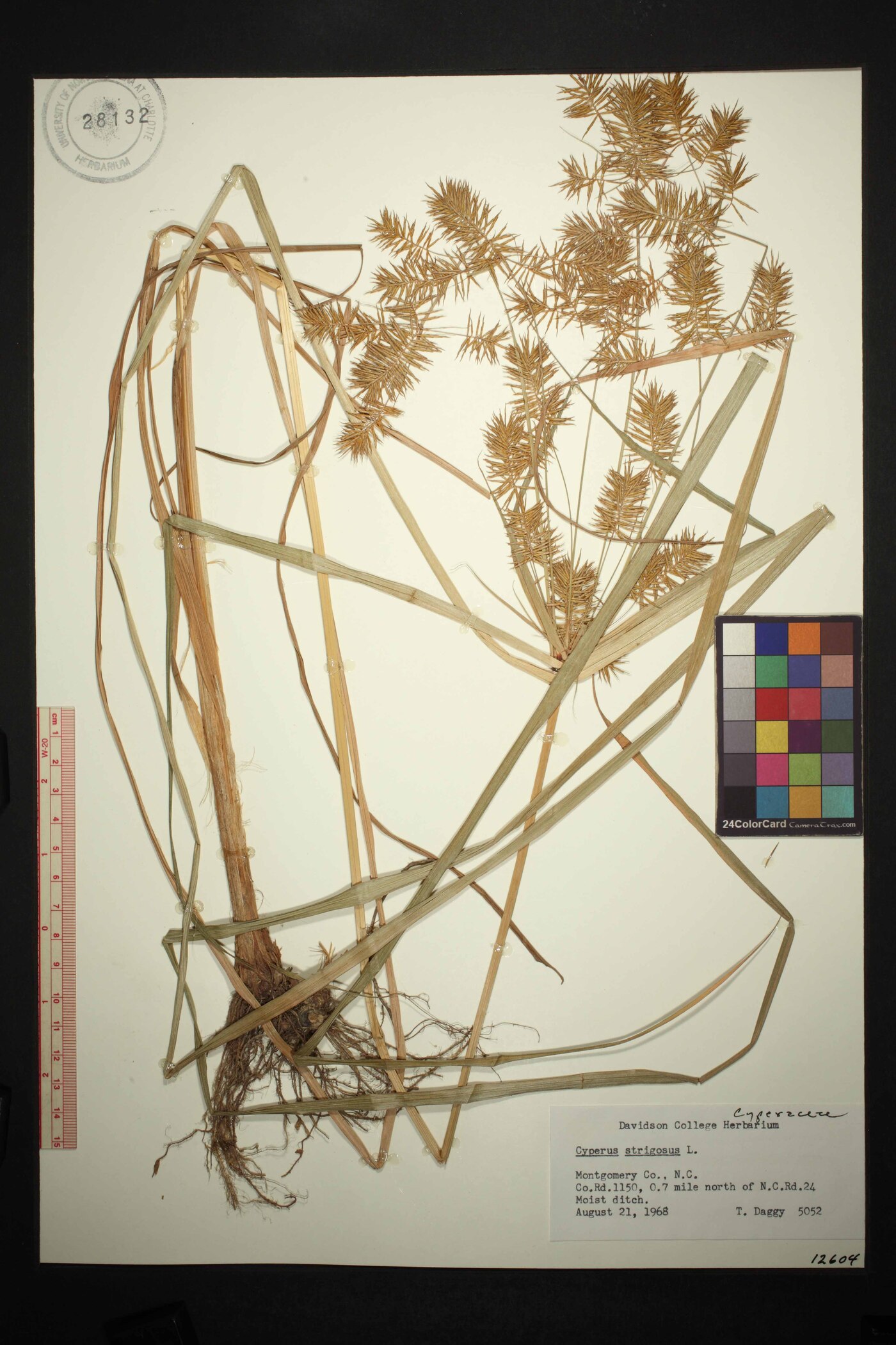 Cyperus strigosus var. strigosus image