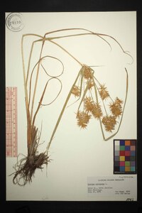 Cyperus strigosus var. strigosus image