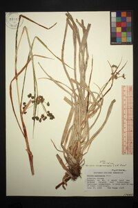 Scirpus microcarpus image