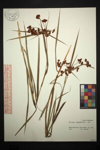 Scirpus polyphyllus image