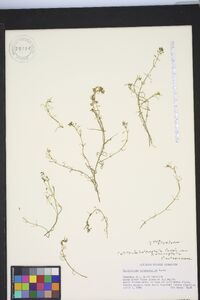 Callitriche heterophylla var. heterophylla image