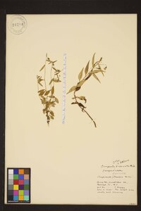 Campanula divaricata image