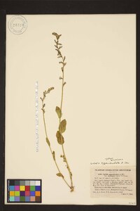 Lobelia appendiculata image