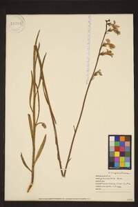 Lobelia glandulosa image