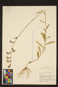 Lobelia glandulosa image