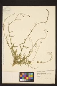 Wahlenbergia marginata image