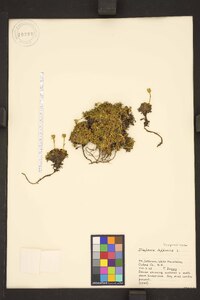 Diapensia lapponica image